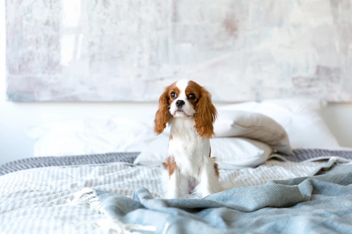 La responsabilité du fait des animaux : quand votre compagnon vous met dans le pétrin